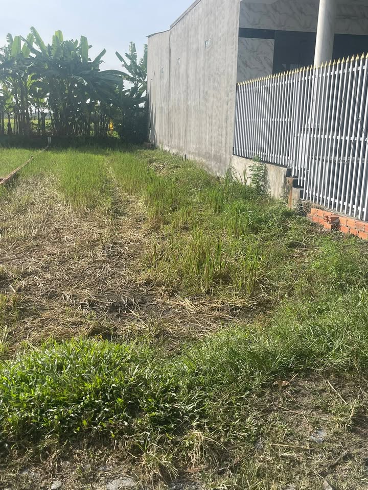 Đất thổ cư 130m² tại ấp Tràm Lạc, Đức Hòa chỉ 800 triệu - Cơ hội đầu tư tuyệt vời!