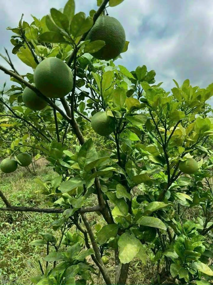 Đất vườn Thạnh Đức 1000m² giá 2.65 tỷ - Cơ hội đầu tư tuyệt vời!