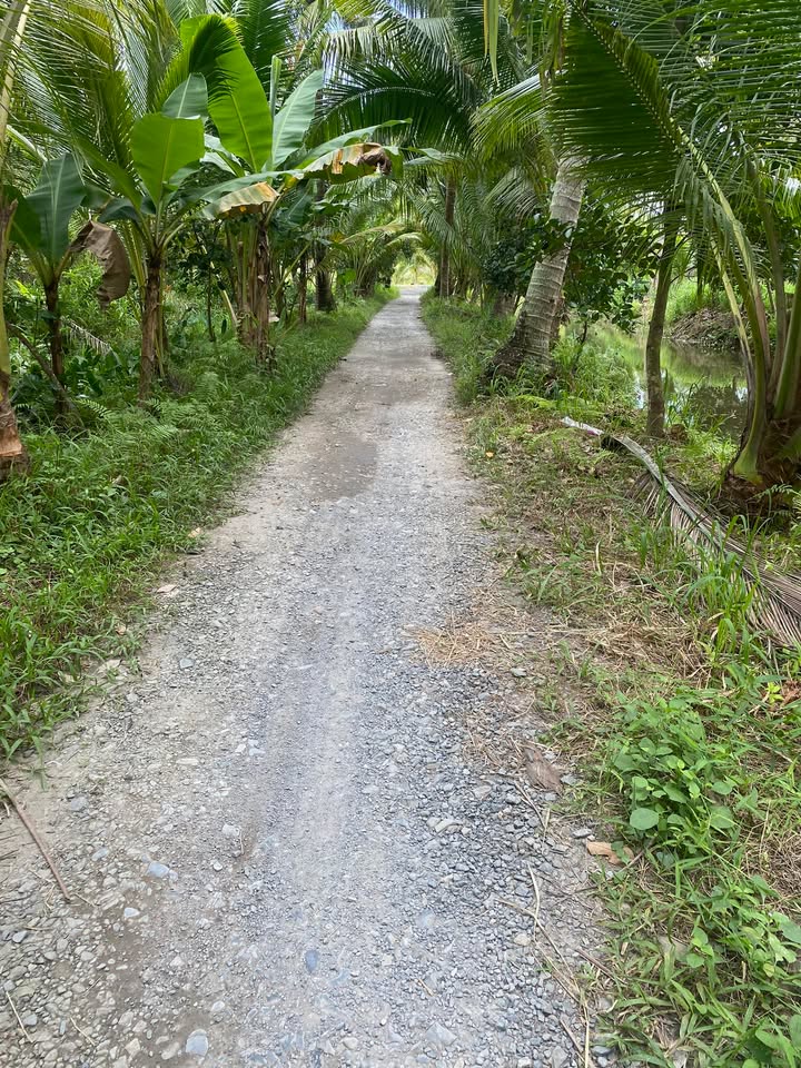 Đất nền vườn Trung Ngãi Vĩnh Long 1514m² giá 650 triệu - Đầu tư sinh lời ngay!