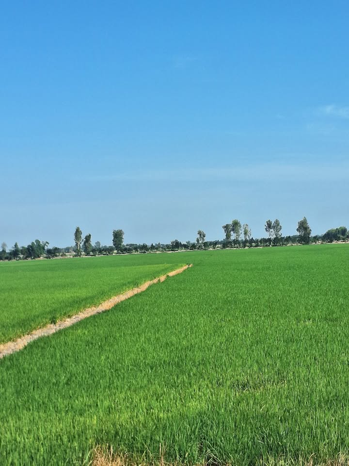 Đất nông nghiệp 11 công tại Tân Thạnh mới - Giá chỉ 1.66 tỷ!