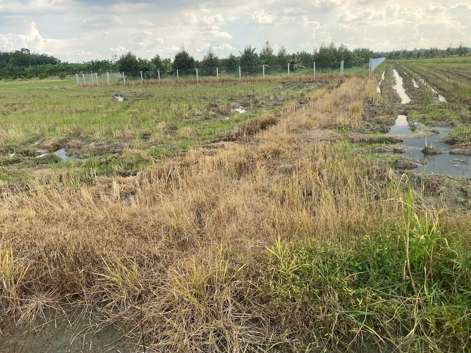 Đất nền 1 mẫu Bàu Đồn, Tây Ninh - Cạnh KCN Phước Đông, giá 2 tỷ - Đầu tư sinh lời ngay!