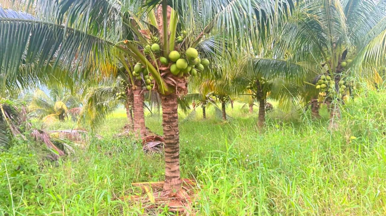 Đất vườn dừa 5400m² tại Hàm Chính giá 650 triệu - Cơ hội vàng cho nhà đầu tư!