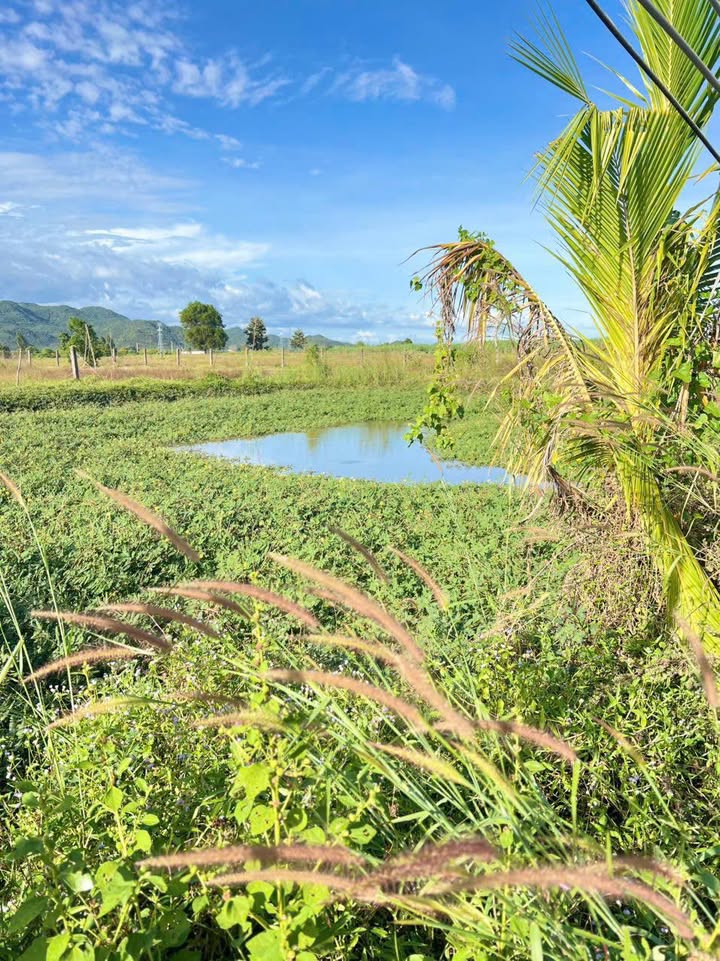 Đất Farm Thôn 5, xã Hàm Liêm, 20.000m² giá 720 triệu - Cơ hội đầu tư tuyệt vời!