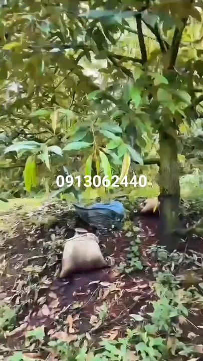 Đất vườn Lộc An Lộc Ninh 50000m² giá 1 tỷ - Thích hợp trồng sầu riêng