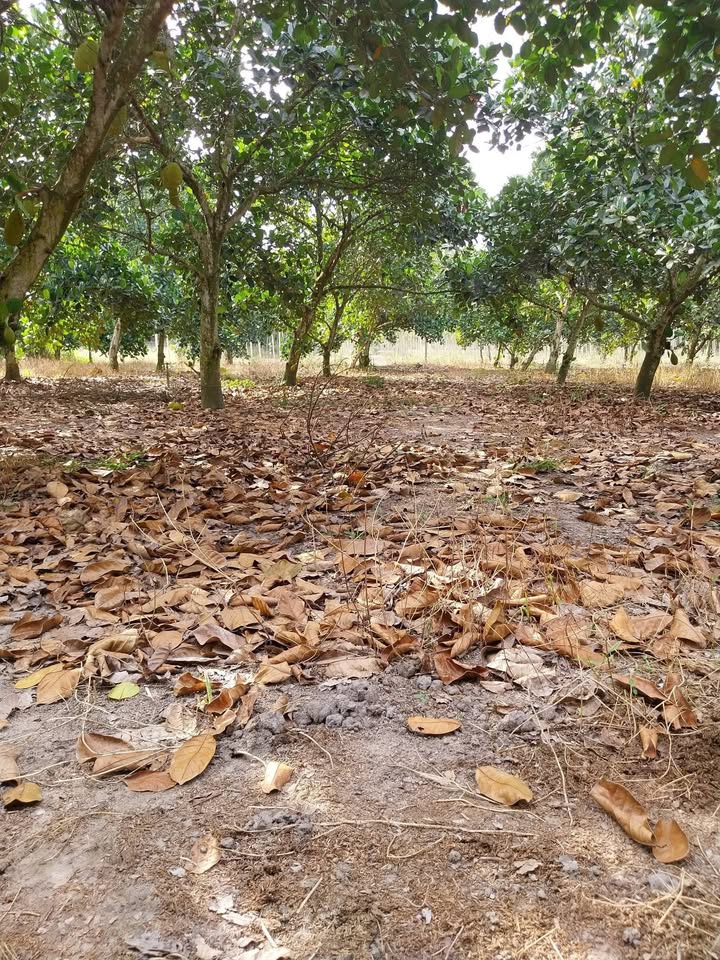 Đất thổ cư 520m² tại Hưng Long, Chơn Thành - Bán gấp, chính chủ!