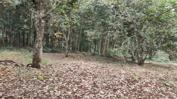 Đất nền Phú Trung, Phú Riềng 45,000m² giá 4.5 tỷ - Đầu tư sinh lời ngay!