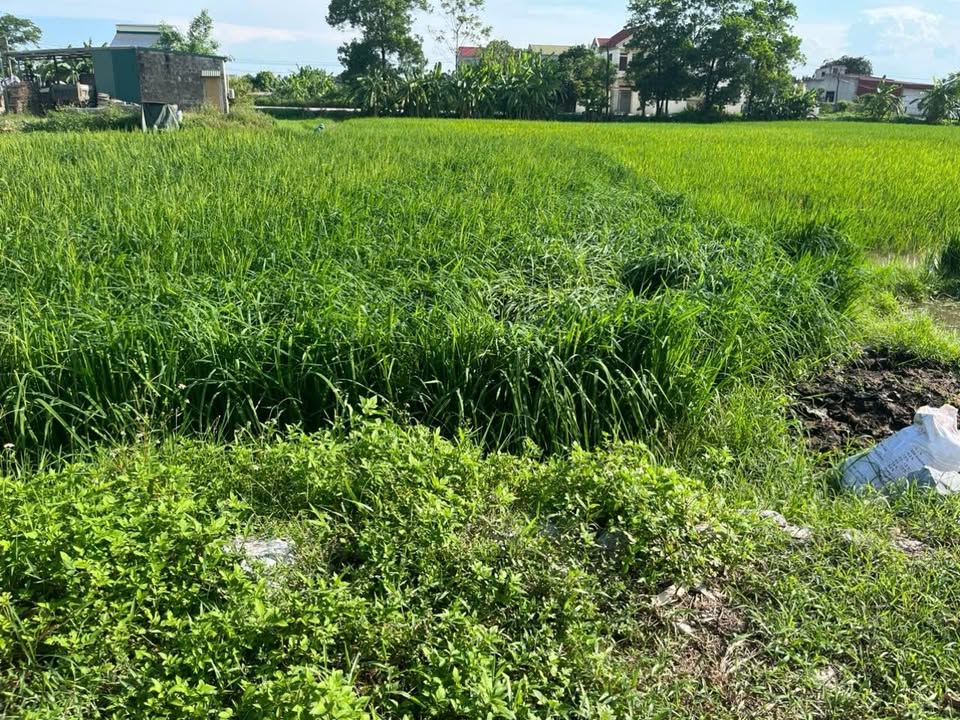 Đất nền xã Quảng Định, huyện Quảng Xương 135m² giá 1.52 tỷ - Gần UBND và chợ!