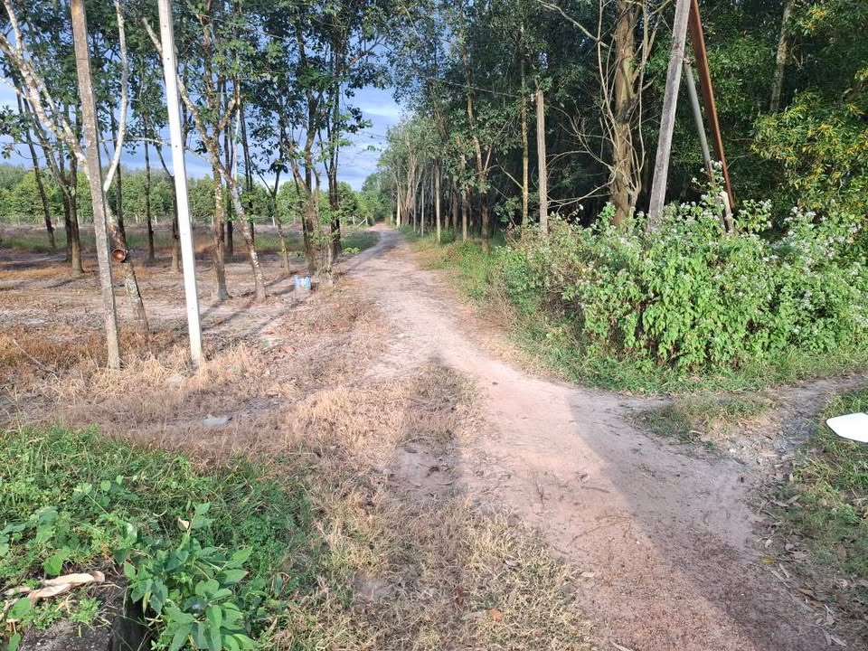 Đất nền 1,4 mẫu Trảng Bàng, Tây Ninh giá 4,9 tỷ - Đầu tư sinh lời khủng!