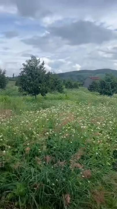 Farm 14.000m² tại Ea Ral, Đắk Lắk giá 5.4 tỷ - Đầu tư sinh lời với sầu riêng