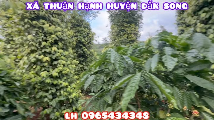 Đất nông nghiệp 9000m² xã Thuận Hạnh 1.8 tỷ - Nguồn thu ổn định từ cà phê và tiêu!