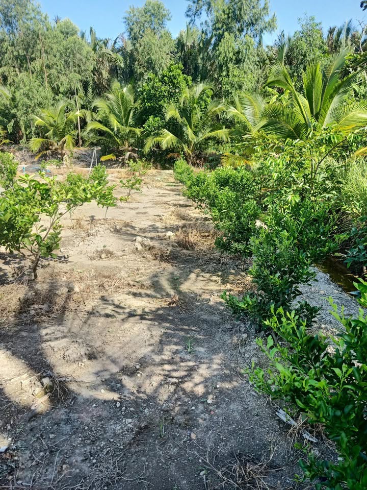 Đất 2 Mặt Tiền Sông Vàm Cỏ Đông 3000m² giá 1.4 tỷ - Địa điểm lý tưởng đầu tư!