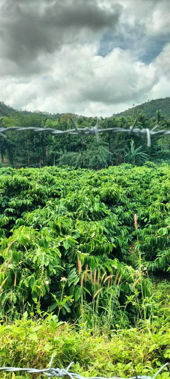 Đất nền Dray Bhăng 1548m² giá 1.7 tỷ - Sổ hồng chính chủ, cà phê kinh doanh