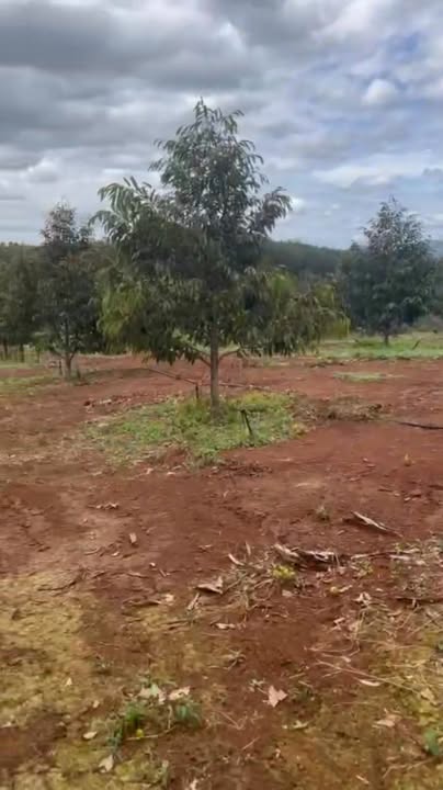 Đất Farm Thọ Sơn Bù Đăng 6,5ha giá 1.15 tỷ - Mặt tiền rộng rãi, dễ vào!