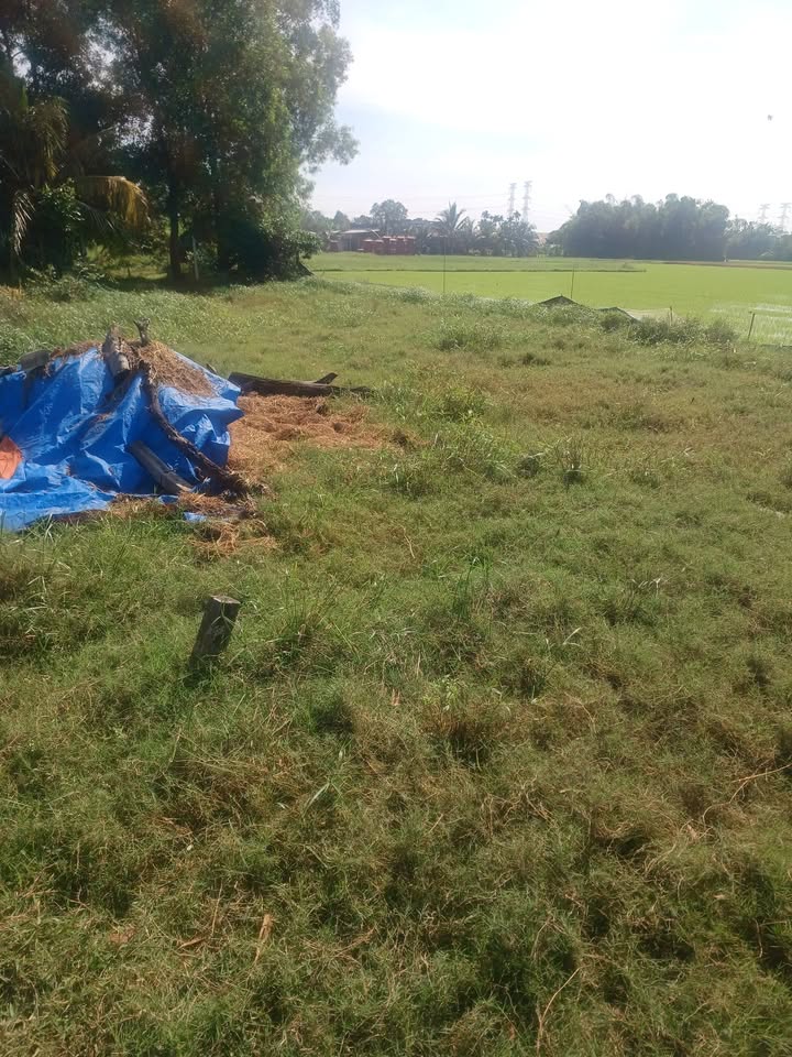 Đất thổ cư ấp Bình Thủy, xã Hòa Khánh Đông, huyện Đức Hòa 232m² giá 1.3 tỷ - Đầu tư sinh lời tiềm năng!