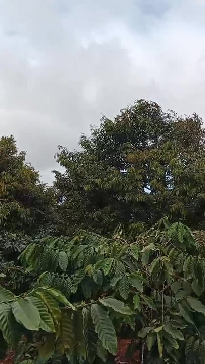 Đất nông nghiệp Ea Ngai 1.2ha giá thỏa thuận - Vị trí đẹp, mặt tiền đường nhựa