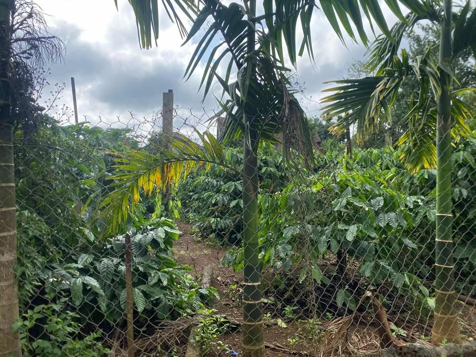 Đất nền Đức Mạnh, Đắk Mil 1000m² giá 1.6 tỷ - Đầu tư sinh lời tốt!