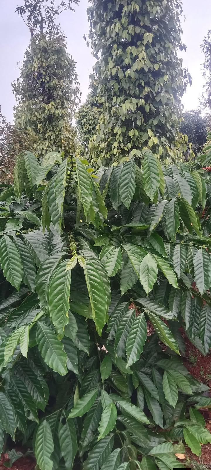 Đất nền Đức Mạnh 380m² giá 750 triệu - Đầu tư tiềm năng không thể bỏ lỡ!