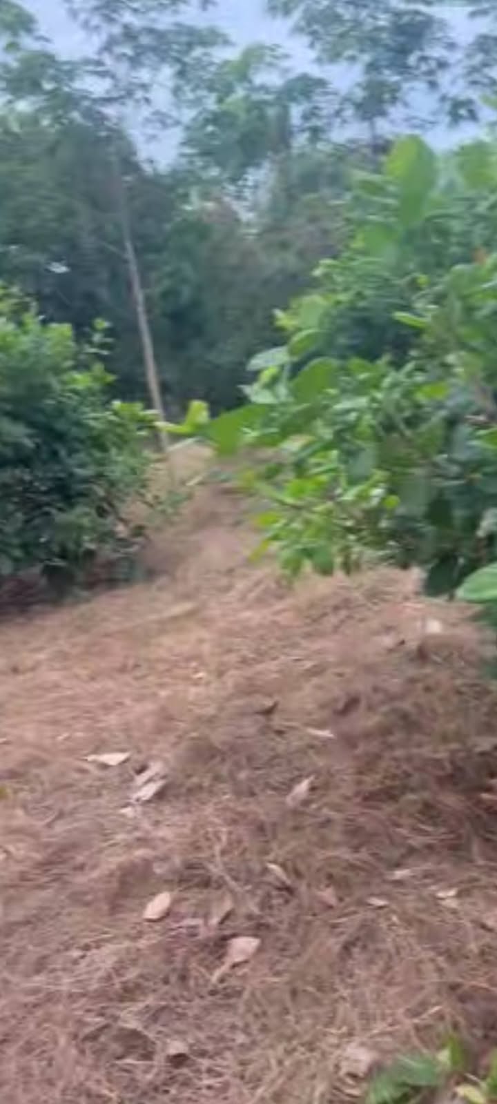 Đất nền Bình Thắng Bù Gia Mập 10.000m² giá 1.4 tỷ - View hồ tuyệt đẹp!