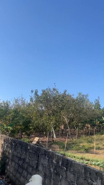 Đất vườn tại xã Tân Hoa, Lục Ngạn 1500m² giá chỉ 600 triệu - Cơ hội đầu tư tuyệt vời!