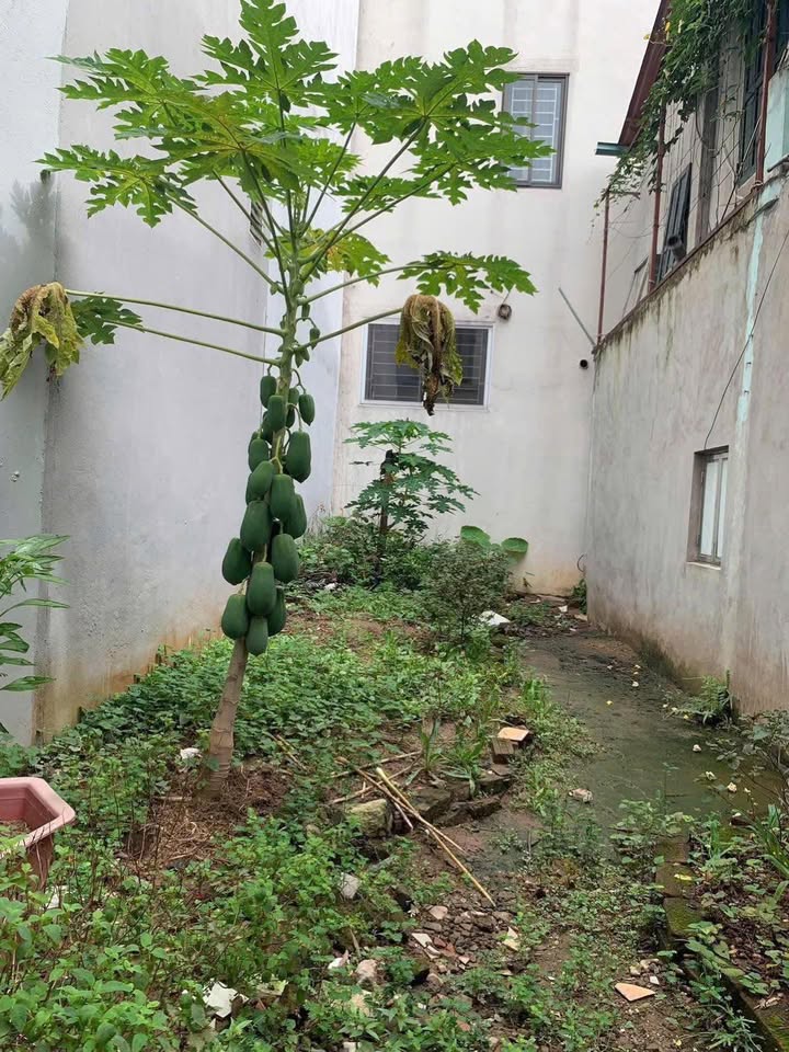 Đất Vĩnh Ninh Thanh Trì 50m² giá 3 tỷ - Đường ô tô đỗ cửa!