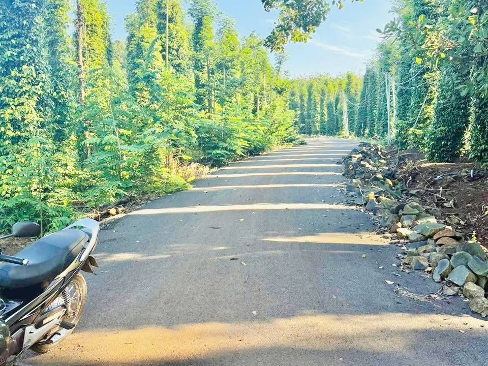 Đất nền Bầu Lâm, Xuyên Mộc 10.000m² giá 550 triệu - Sổ đỏ riêng, mặt tiền đường nhựa!