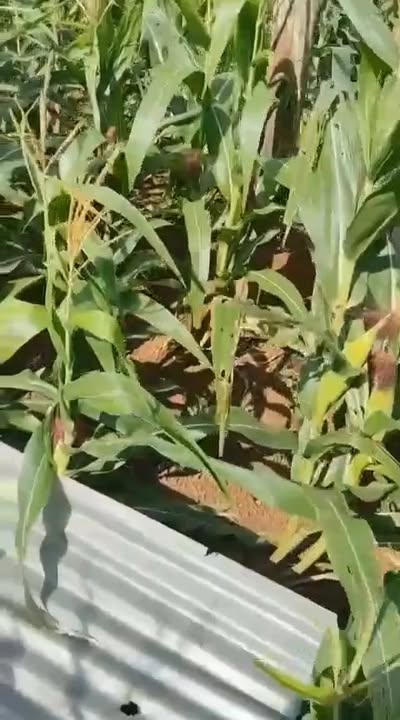 Đất nền 3,3 sào tại Buôn Hồ, Đắk Lắk - Giá chỉ 840 triệu