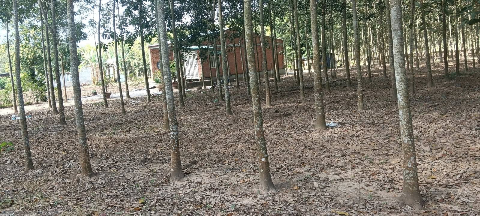 Đất thổ cư Thạnh Tây Tân Biên 11596m² giá thỏa thuận - Cơ hội đầu tư hấp dẫn!