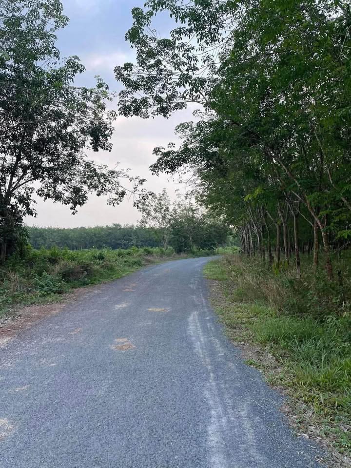 Đất thổ cư 10000m² ấp Phước Trung, Châu Thành - Giá 1.7 tỷ, thương lượng ngay!