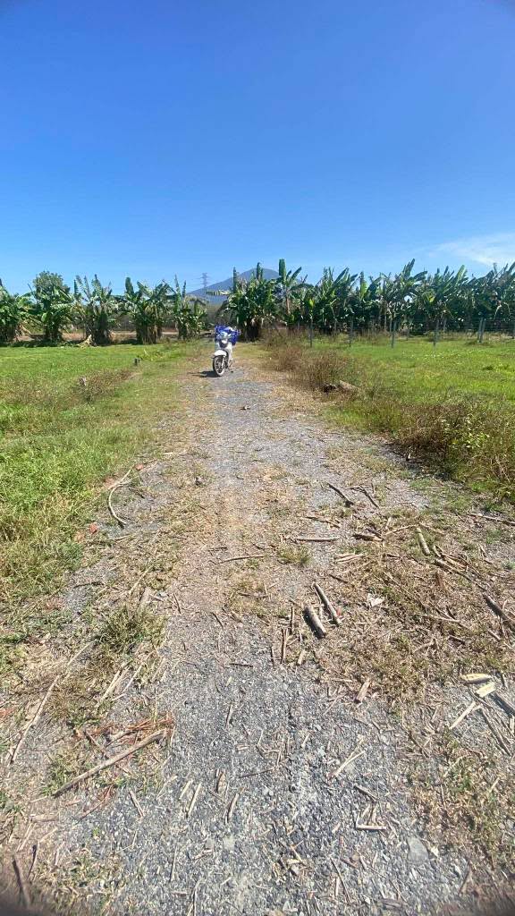 Đất thổ cư Tân Bình, Tây Ninh 145m² giá chỉ 200 triệu - Sổ hồng chính chủ!