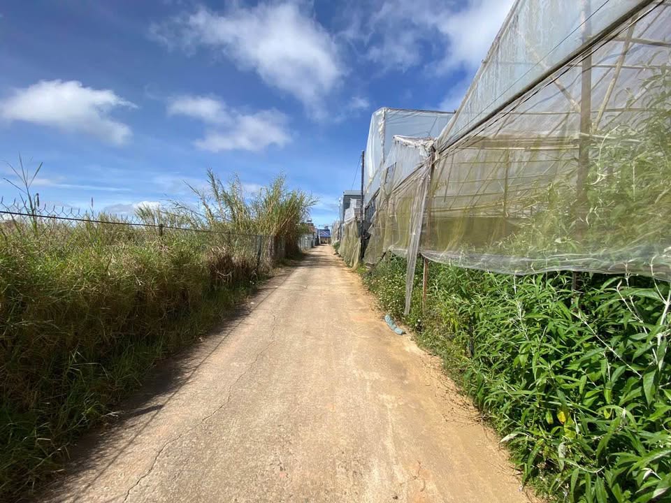 Bán lô đất Nguyên Tử Lực, Đà Lạt 82m² giá 950 triệu - Cơ hội đầu tư sinh lời!