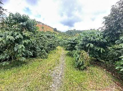 Đất thổ cư thôn 4 Lộc Bắc 1,1ha giá 2.6 tỷ - Sổ đỏ chính chủ, đầu tư lý tưởng!