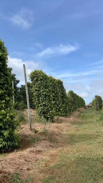 Đất thổ cư thôn 8 Thuận Hà, Đắk Song 20.000m² - Giá chỉ 1.55 tỷ!