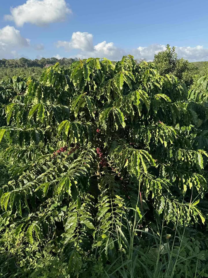 Đất nền 22.000m² tại Thôn Thuận Trung, Đắk Song - Giá chỉ 3,1 tỷ VND!