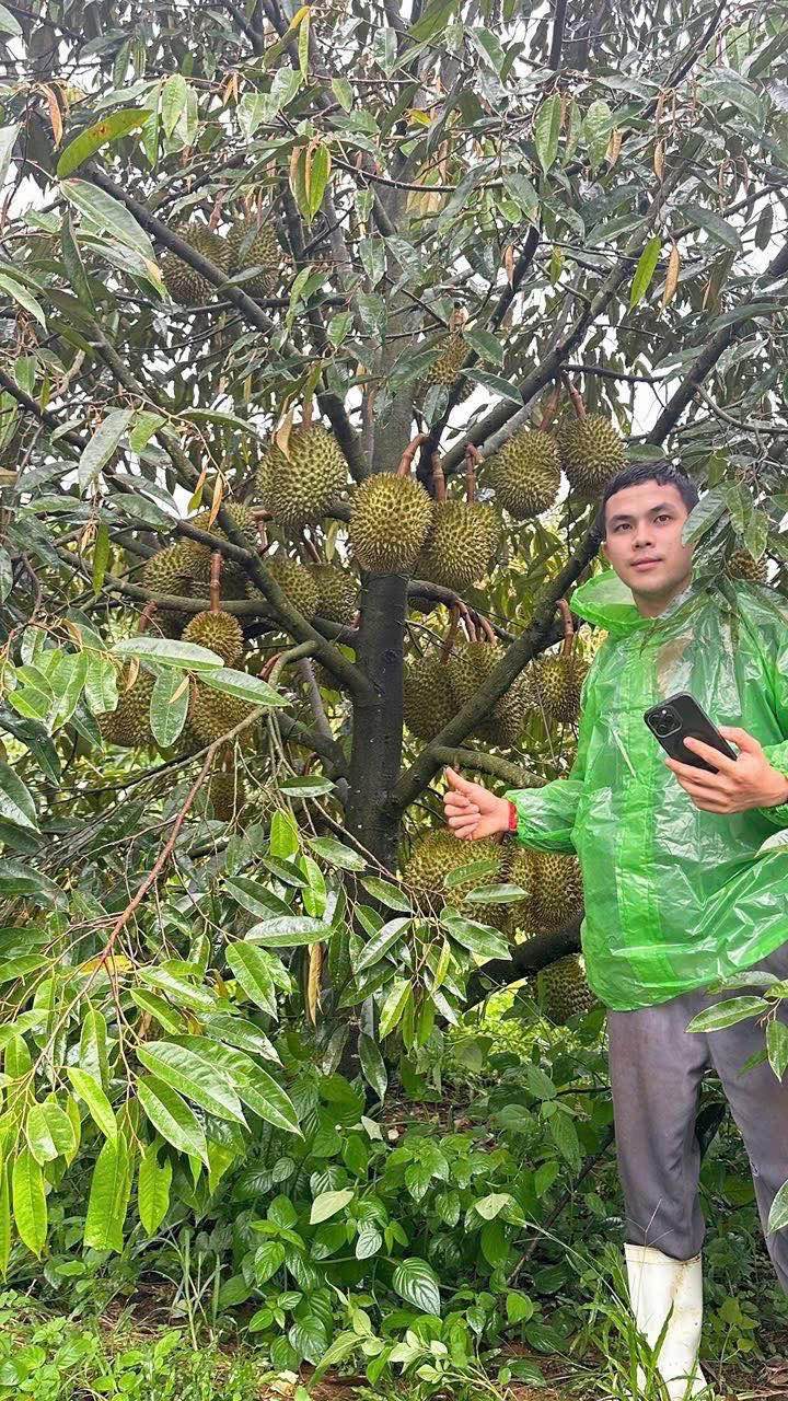 Cho thuê vườn sầu riêng Thái 130 cây tại Đắk Sin - Đắk Nông, giá chỉ 250 triệu/năm!