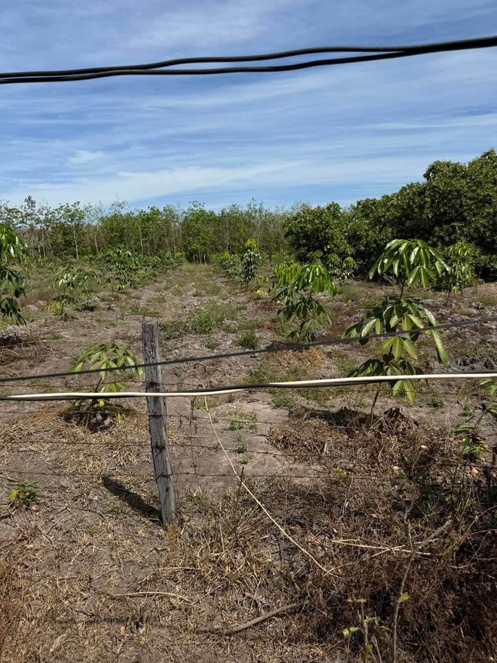 Đất nông nghiệp Lộc Ninh 2,8ha giá 2,6 tỷ - Cơ hội đầu tư sinh lời!