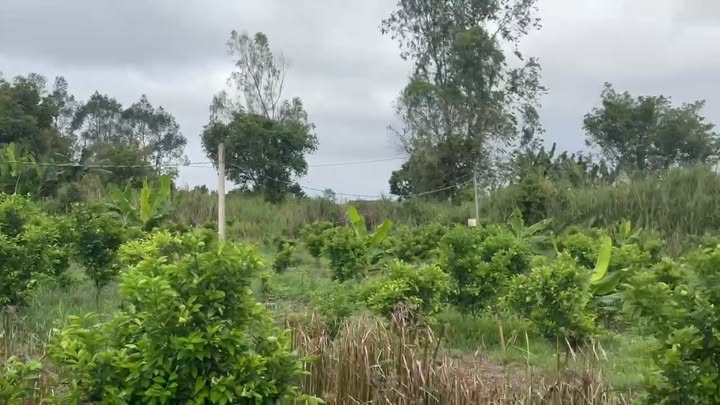 Đất Farm 14.562m² Long Hậu, Lai Vung - Đầu tư sinh thái lý tưởng chỉ 3.349 tỷ!