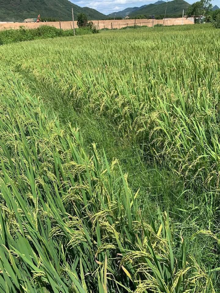 Đất nền Phước Thành 500m² giá chỉ 60 triệu - Đầu tư sinh lời ngay!