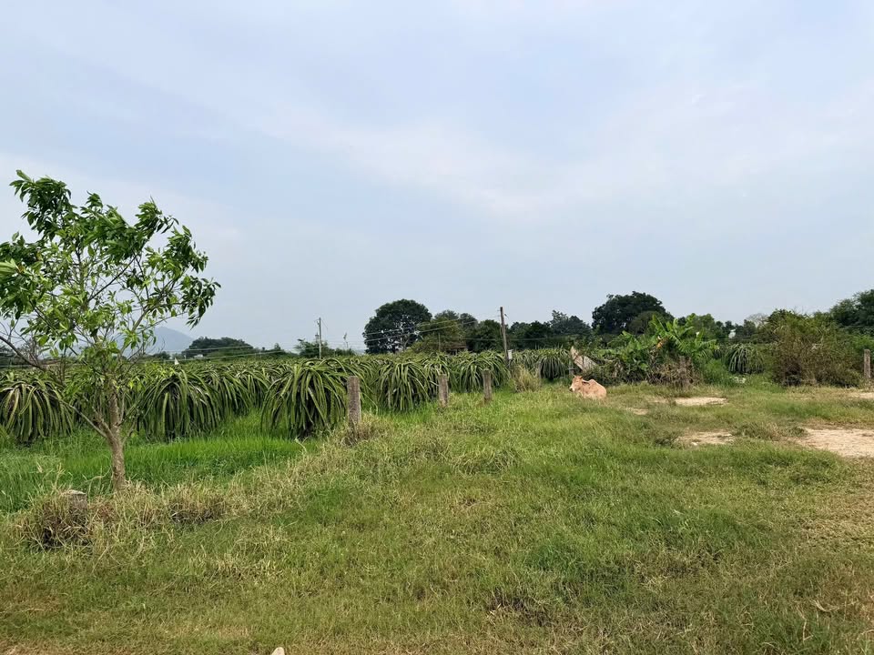 Đất thổ cư 100m² tại xã Hàm Liêm chỉ 300 triệu - Đầu tư sinh lời ngay!