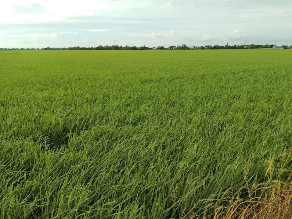 Đất ruộng lúa 3 vụ An Phước, Tân Hồng 29.000m² giá chỉ 2.908 tỷ - Cơ hội đầu tư hấp dẫn!