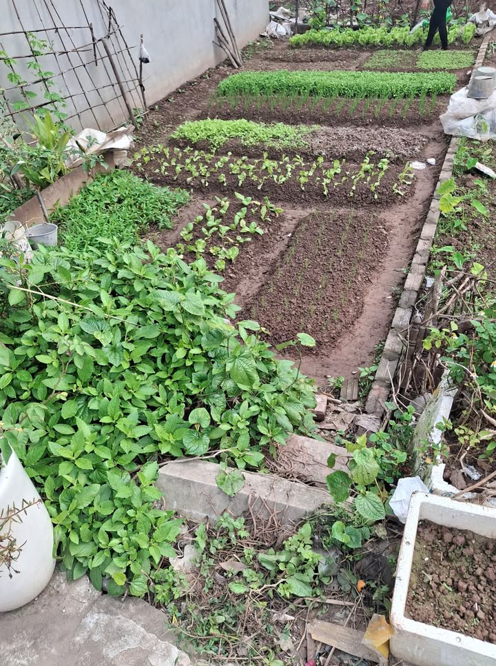 Đất Đặng Xá, Gia Lâm 40m² giá 3 tỷ - Đầu tư sinh lời ngay!