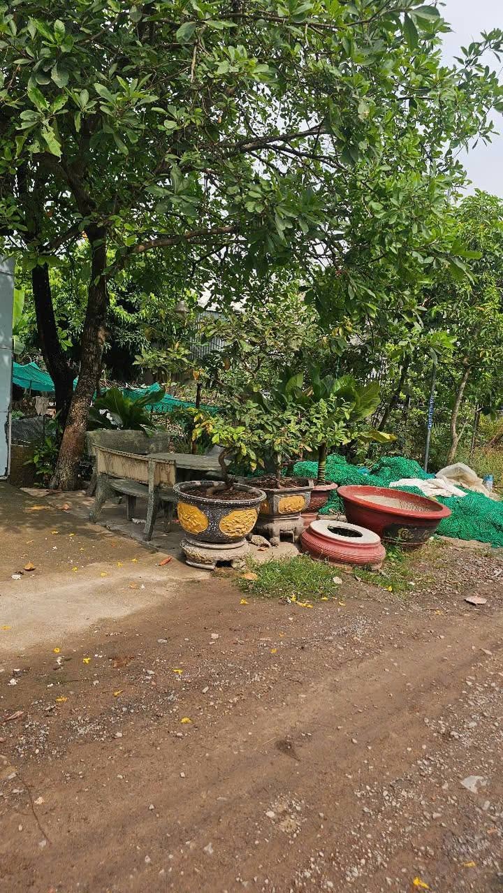 Đất thổ cư 200m² khu phố 3, Hội Nghĩa - Gần KCN Vĩnh Tân, Giá chỉ 2.23 tỷ!