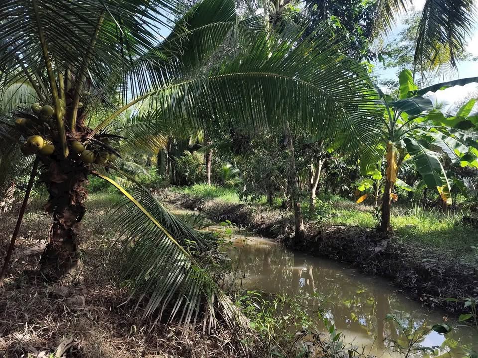 Đất nền Thạnh Ngãi Mỏ Cày Bắc 24000m² giá 1.2 tỷ - Cơ hội đầu tư hấp dẫn!