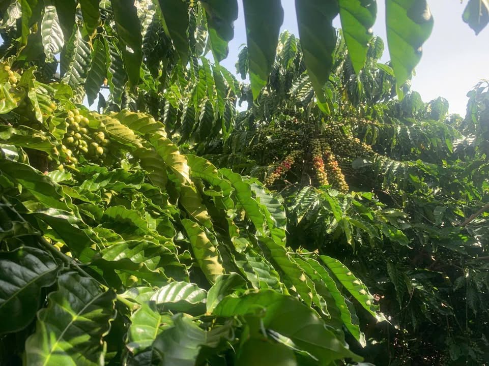 Đất nền Tân Hà, Lâm Hà 1ha 5,3 tỷ - Mặt tiền đường bê tông, giá tốt!