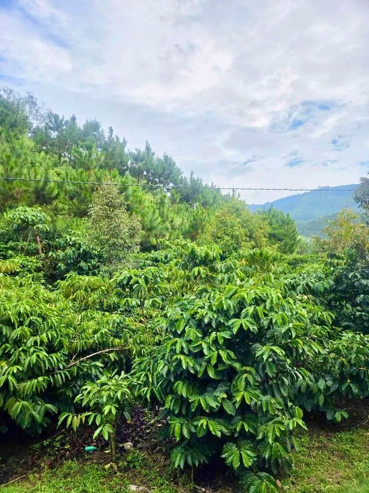 Đất khu dân cư thôn 11 Đại Lào - Bảo Lộc 1546m² giá 1.04 tỷ - Đầu tư sinh lời ngay!