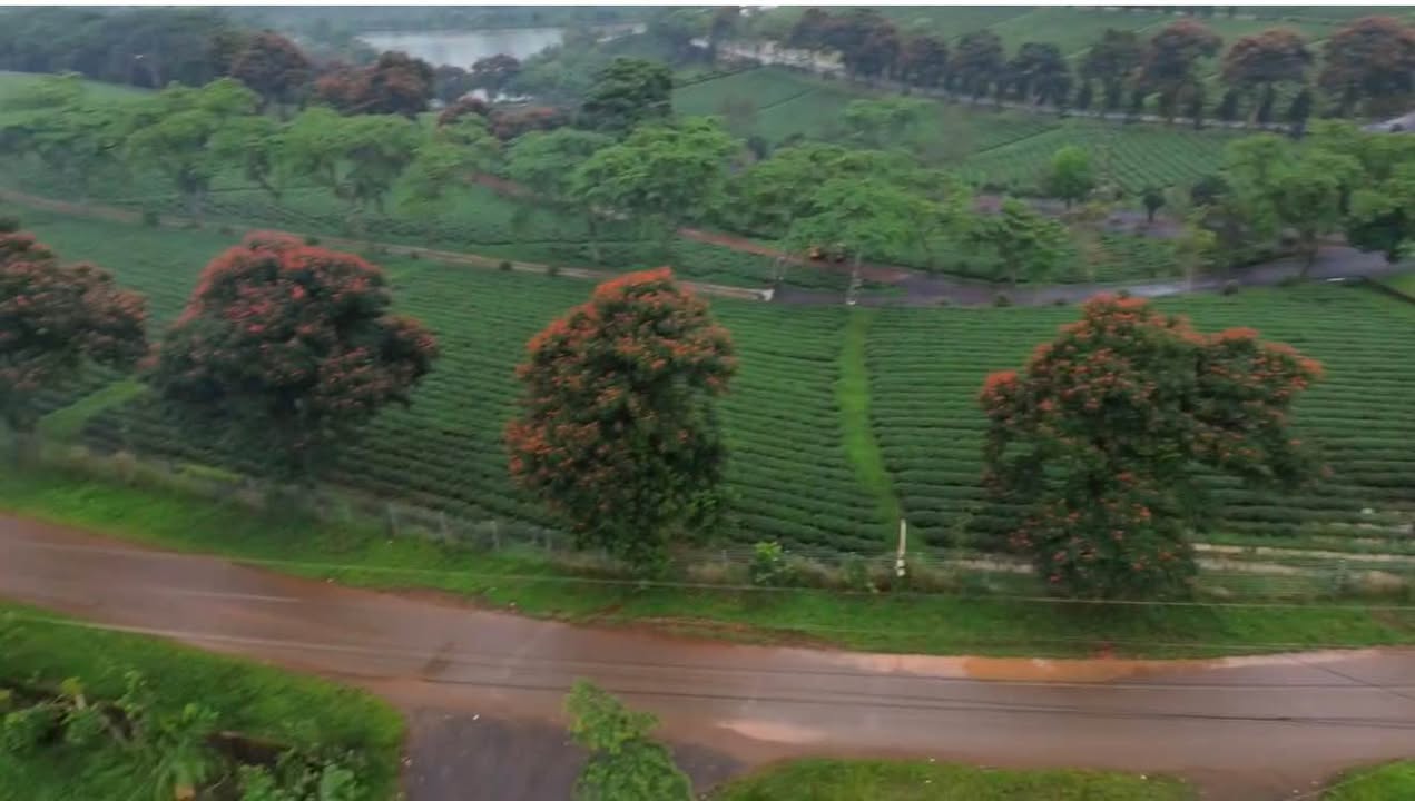 Đất nền 100m² ngay đồi chè Tâm Châu - Giá chỉ 420 triệu, cơ hội đầu tư không thể bỏ lỡ!