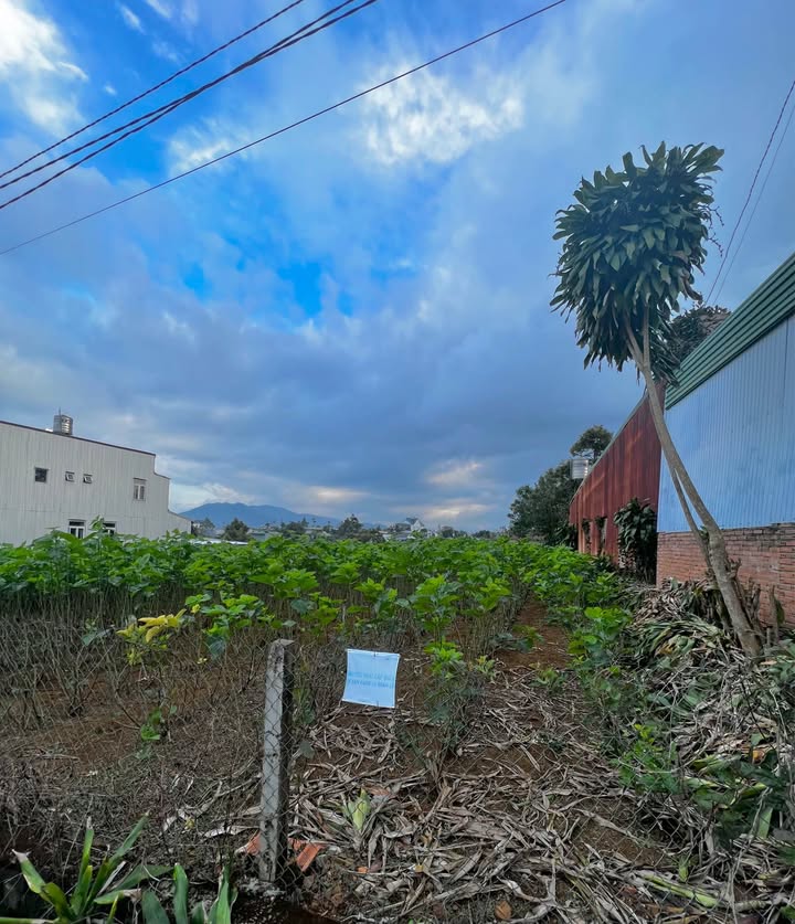 Đất thổ cư 105m² hẻm Lê Phụng Hiểu, Bảo Lộc - Giá chỉ 31.5 tỷ VND!