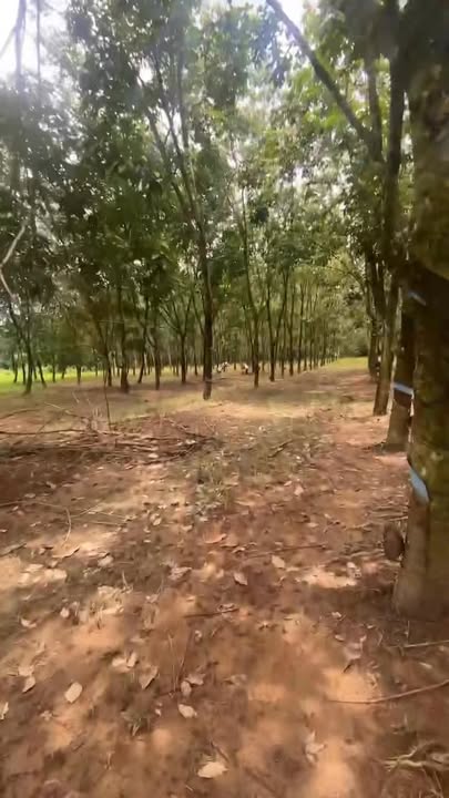 Đất nông nghiệp 3,3 hecta tại xã Phú An, Tân Phú, Đồng Nai - Giá chỉ 6.5 tỷ!