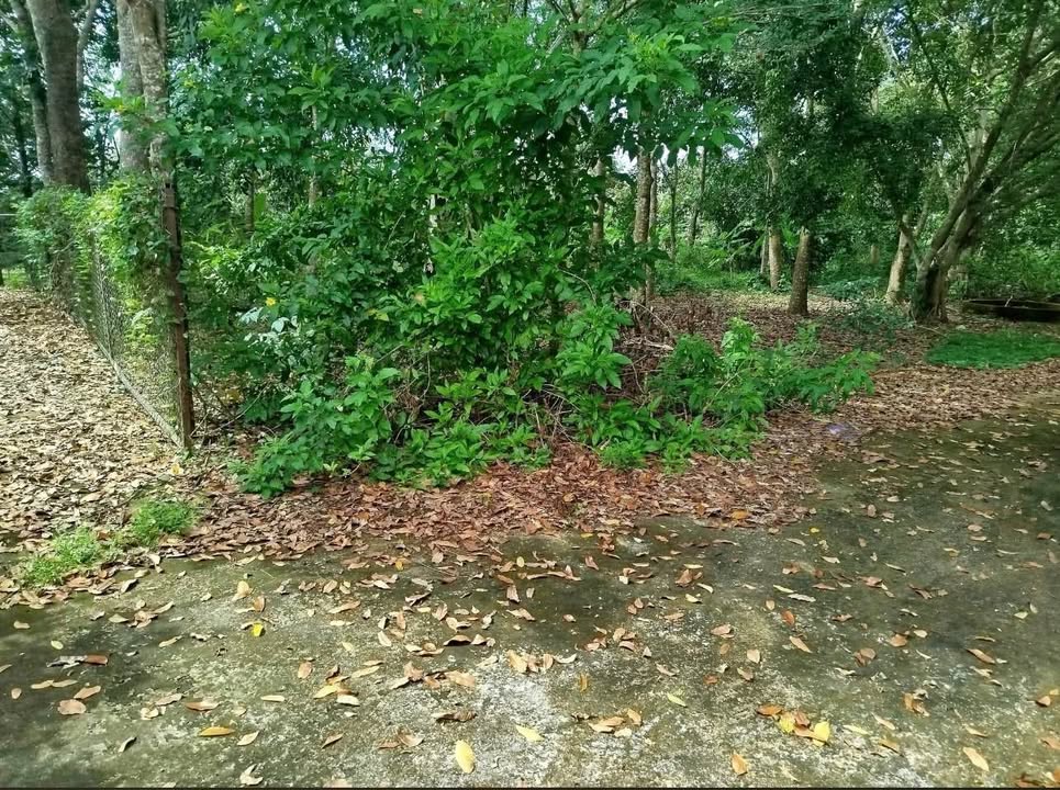 Đất nền Phú Trung, Tân Phú, Đồng Nai 480m² giá chỉ 720 triệu - Cơ hội đầu tư tuyệt vời!