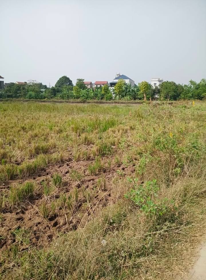 Đất ruộng 1000m² tại thôn Thịnh Liên, xã Phù Đổng - Cơ hội đầu tư tốt!