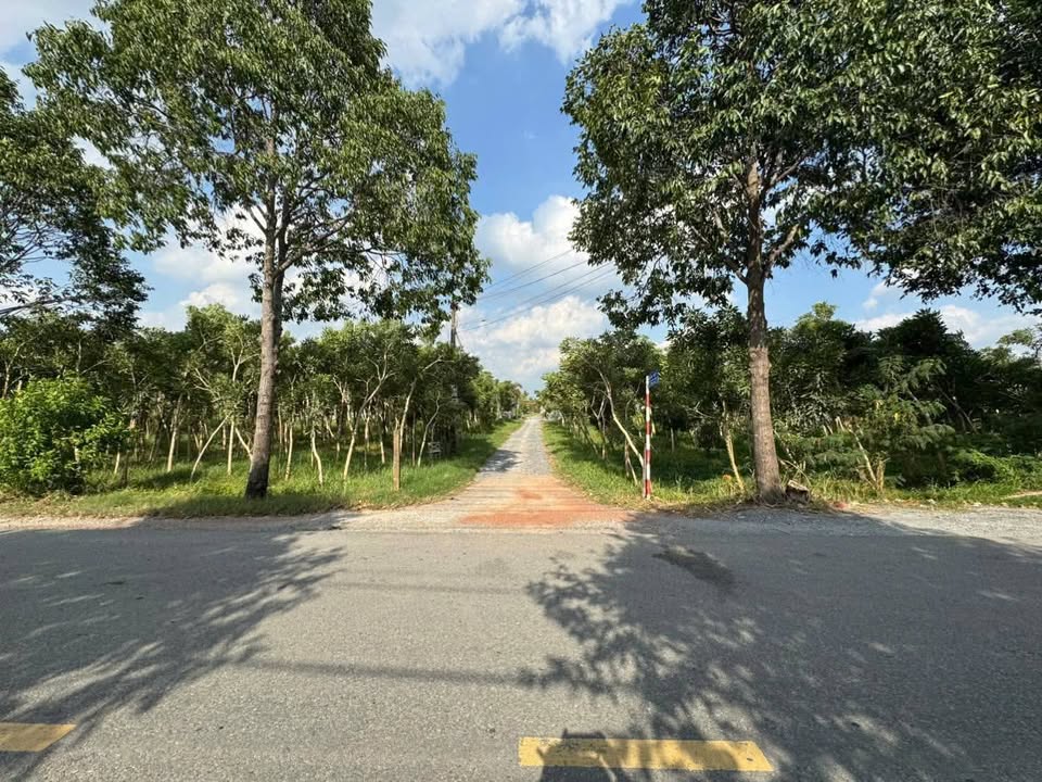 Đất trồng cây 523m² tại Khánh Hậu, Tây Ninh - Giá chỉ 1.75 tỷ!